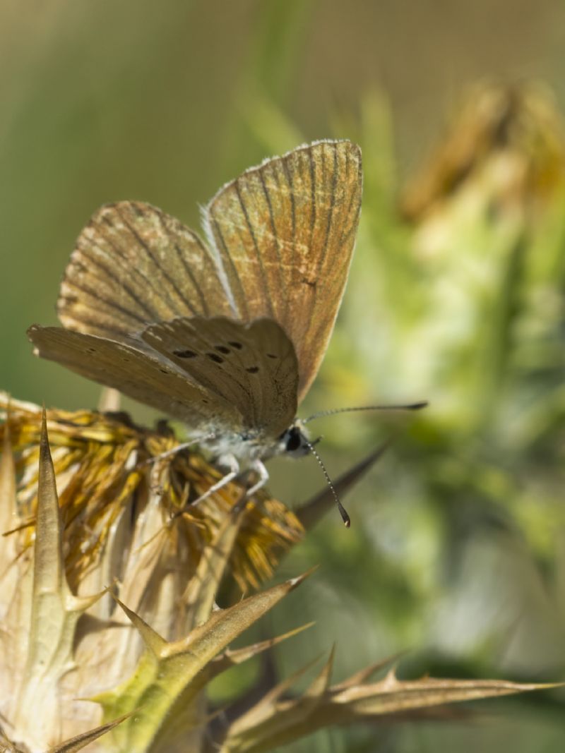 Polyommatus damon? No, Polyommatus (virgilius),  femmina